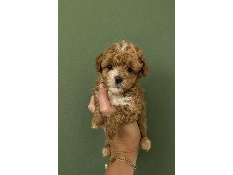 Sıfır numara safkan garantili maltipoo bebek