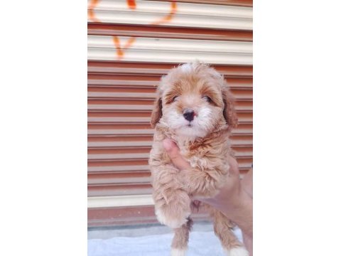 50 günlük erkek dişi maltipoo