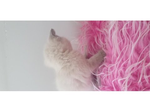 1 aylık scottish fold yavrular