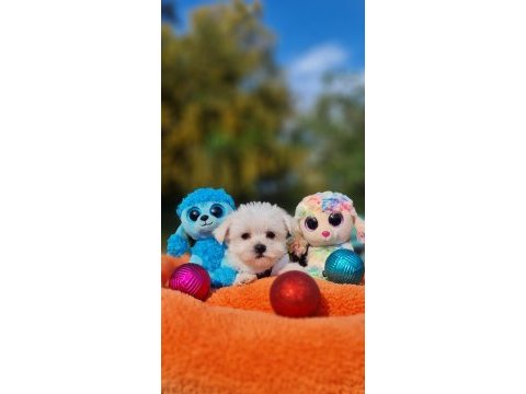 Neşe kaynağı morkie yavrularımız