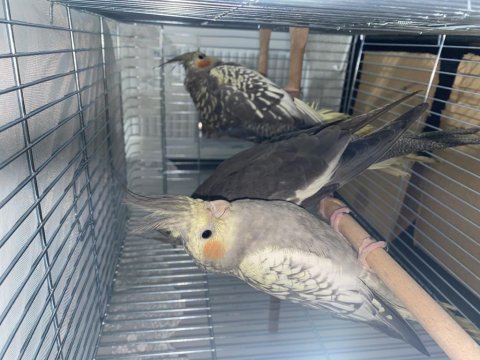 2 aylık yavrular istanbul içi kafes vb ekipmanlar