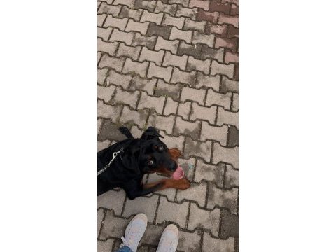 9 aylık rottweiler