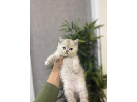 Brıtısh shorthair ırk garantili yavrularım 