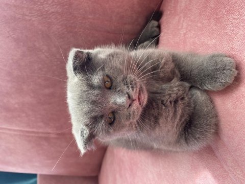 Scottish fold kırık kulak safkan
