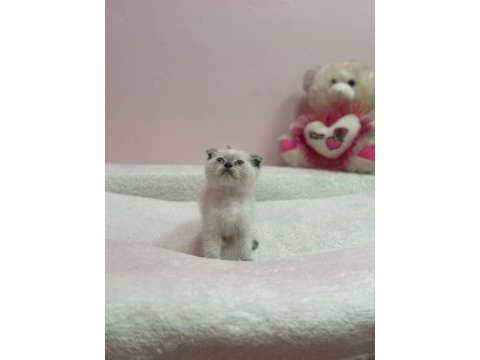 Scottish fold yavrumuz tuvalet egıtımlı