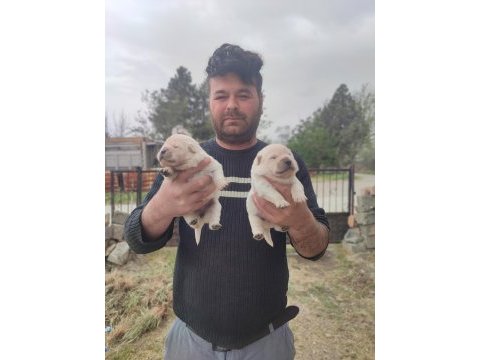Chow chow bebekler