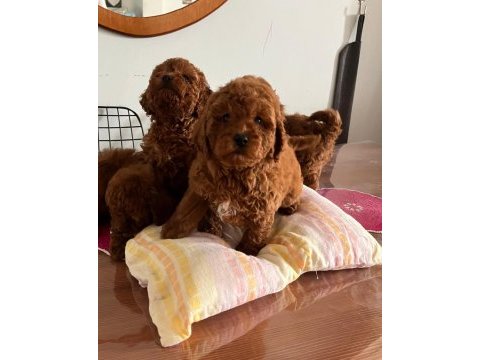 Kore kan toy poodle