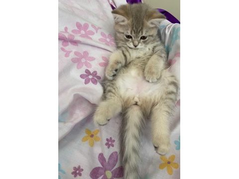 Oyuncu british shorthair kızlar kaliteli yavrular
