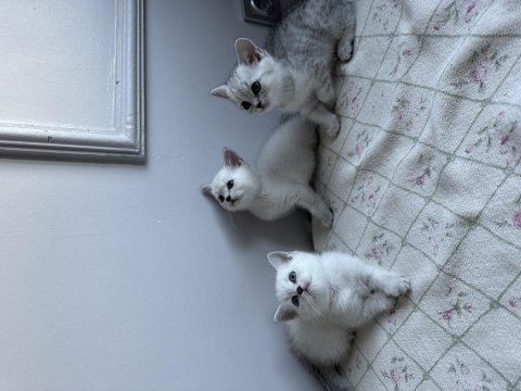 Şampanya rengi ve kırçal british shorthair