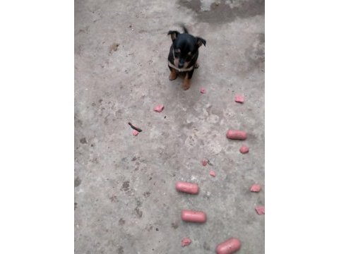 Pinscher minyatür köpeğimiz