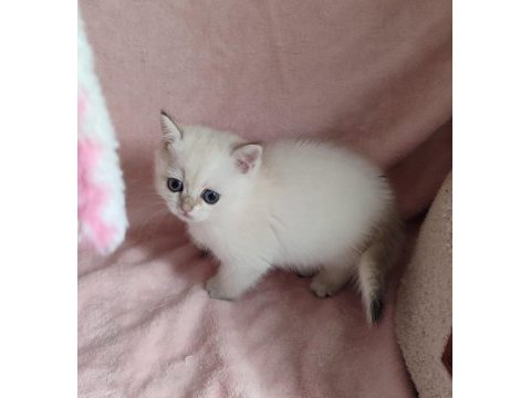 Safkan british shorthair