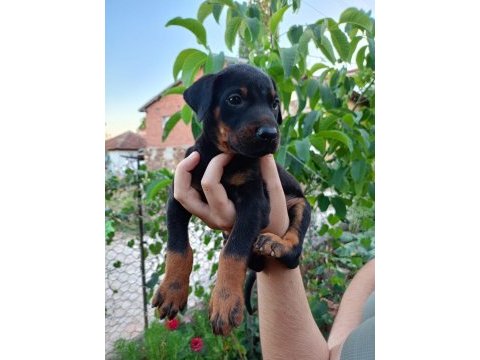 A kalite doberman yavrular