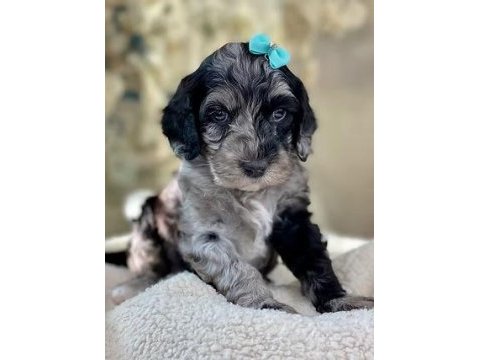 Blue merle özel renk mini bernedoodle bebekler