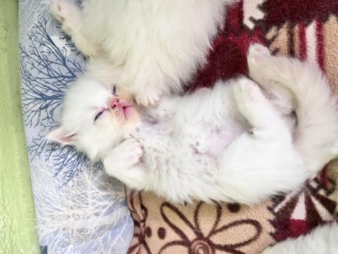 Safkan iran kedisi bebekler