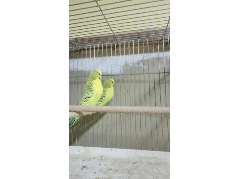 Muhabbet kuşları ver türleri