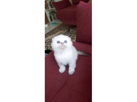 Golden ve silver scottish fold yavrular