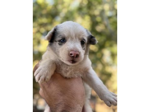 Üreticiden red merle blue merle border collıe