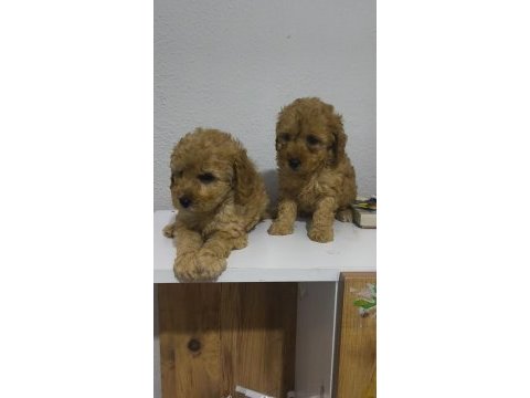 Toy poodle yavruları