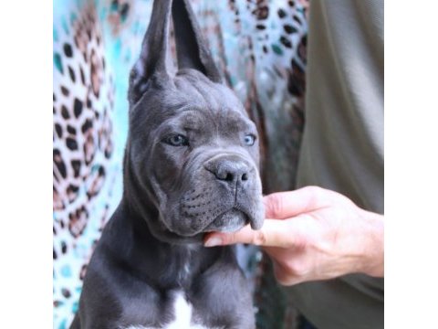 Fcı-kıf secereli safkan cane corso yavru