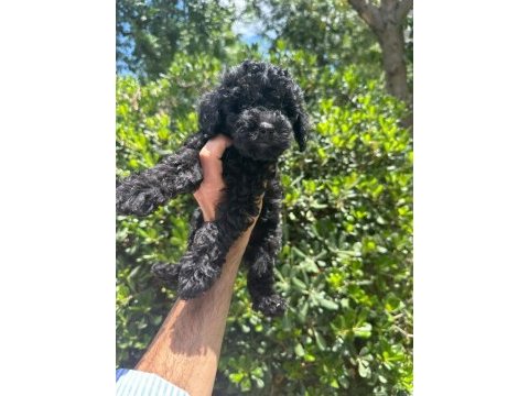 Çok sevimli ve oyuncu siyah toy poodle yavrularımız