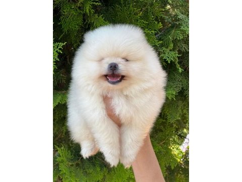 Pomeranian boo yavrular