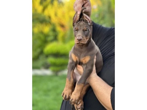 50 günlük a kalite dev doberman yavruları