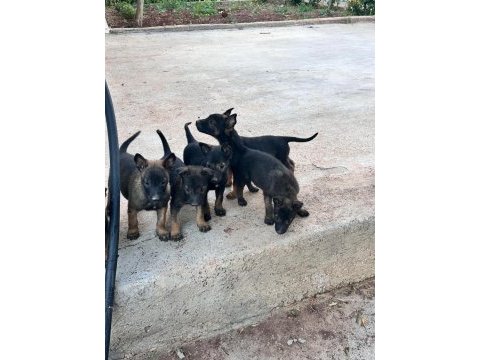 Anne baba a kalite belçika kurdu yavrular