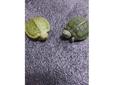 Sağlıklı su kaplumbağası