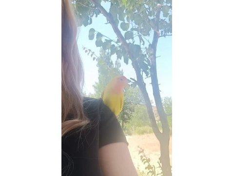 Sevda papağanı çok sevecen