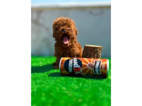 Üst kalite toy poodle yavrularımız