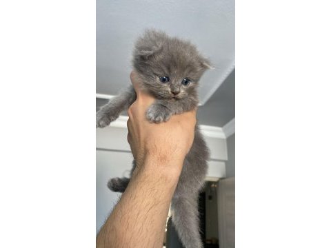 1,5 aylık scottish fold yavrularımız