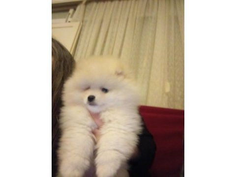 Pomeranian boo