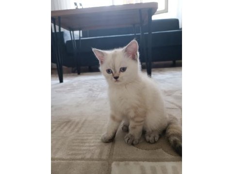 Teslime hazır british shorthair kuzucuklar