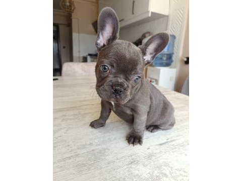 Blue french bulldog
