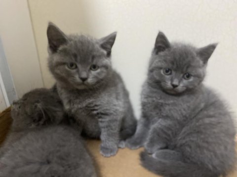 Ankara içi british shorthair sahiplendirme