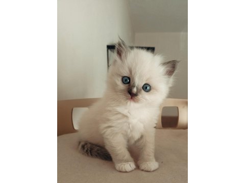 Şecereli anneden ve babadan ragdoll