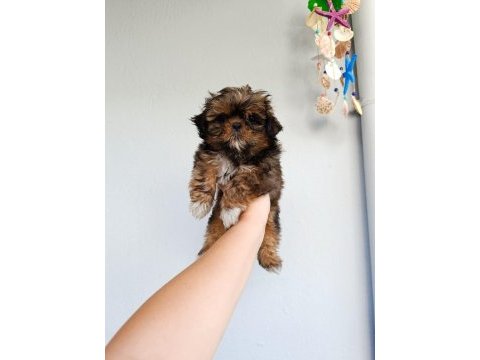Güzeller güzeli shih tzu bebekler