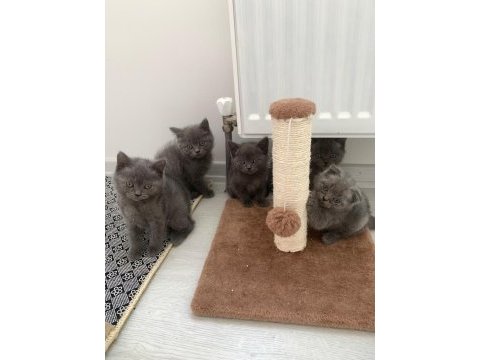 14 mart doğumlu scottish straight ve scottish fold