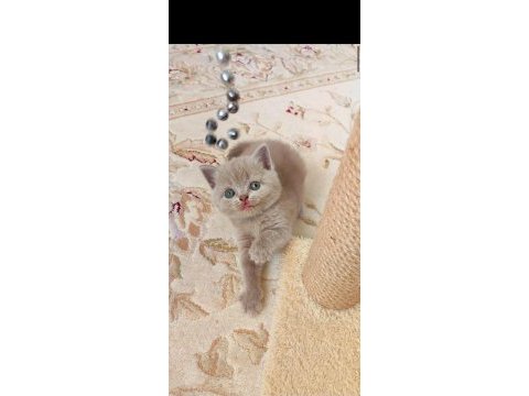 Gri lilac dişi erkek kediler