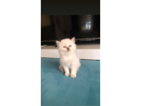 British longhair yavrularımız