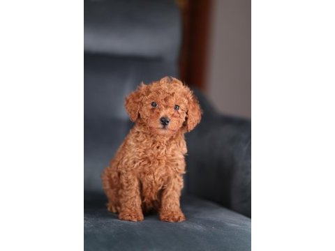 Minicik toy poodle bebekler