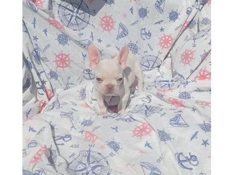 Ankara french bulldog
