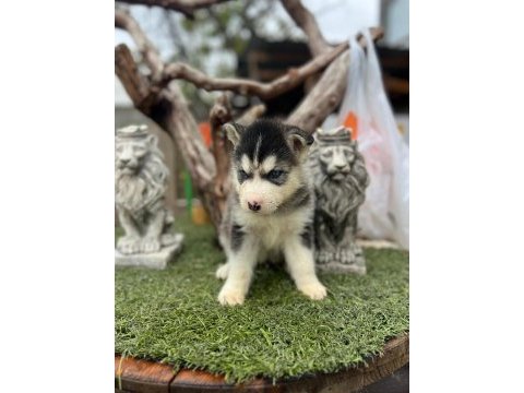 Husky kızıl ve siyah