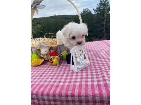 A şecereli kore babadan mükemmel yavru köpekler