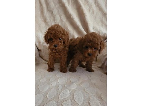 Red brown kore toy poodle dişi