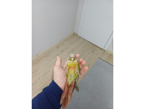 Pineapple (ananas) konur bebek