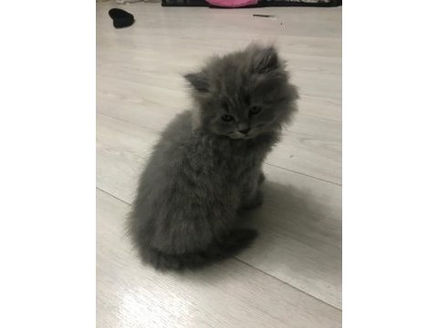 British longhair yavruş sahiplendirme