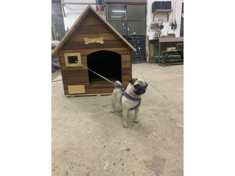 2 yaşında dönemi yakın pug