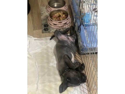 2 aylık cane corso blue iç dış parazit yapılı