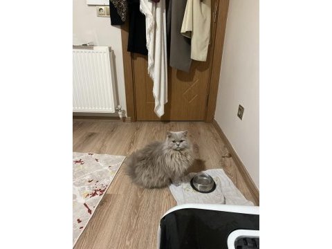 Kısırlaşmış british longhair istanbul